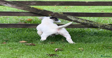 Jack Russell dogs - Advert 6