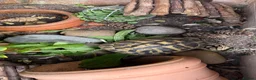 Hermann Tortoise reptiles for sale: Herman’s tortoise female 5 years old  in Shrewsbury - Advert 5