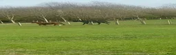 Welsh Section A horses for sale: Beautiful 12.2hh mare  in Shaftesbury - Advert 3