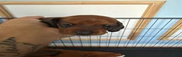 Dachshund dogs for sale: Miniature Dachshund puppies in Merthyr Tydfil - Advert 4