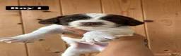 English Springer Spaniel dogs for sale: Working Pure Springer Spaniel Puppies  - Advert 13