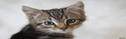 Mixed Breed cats for sale: Stunning Male Tabby Kitten  - Advert 4