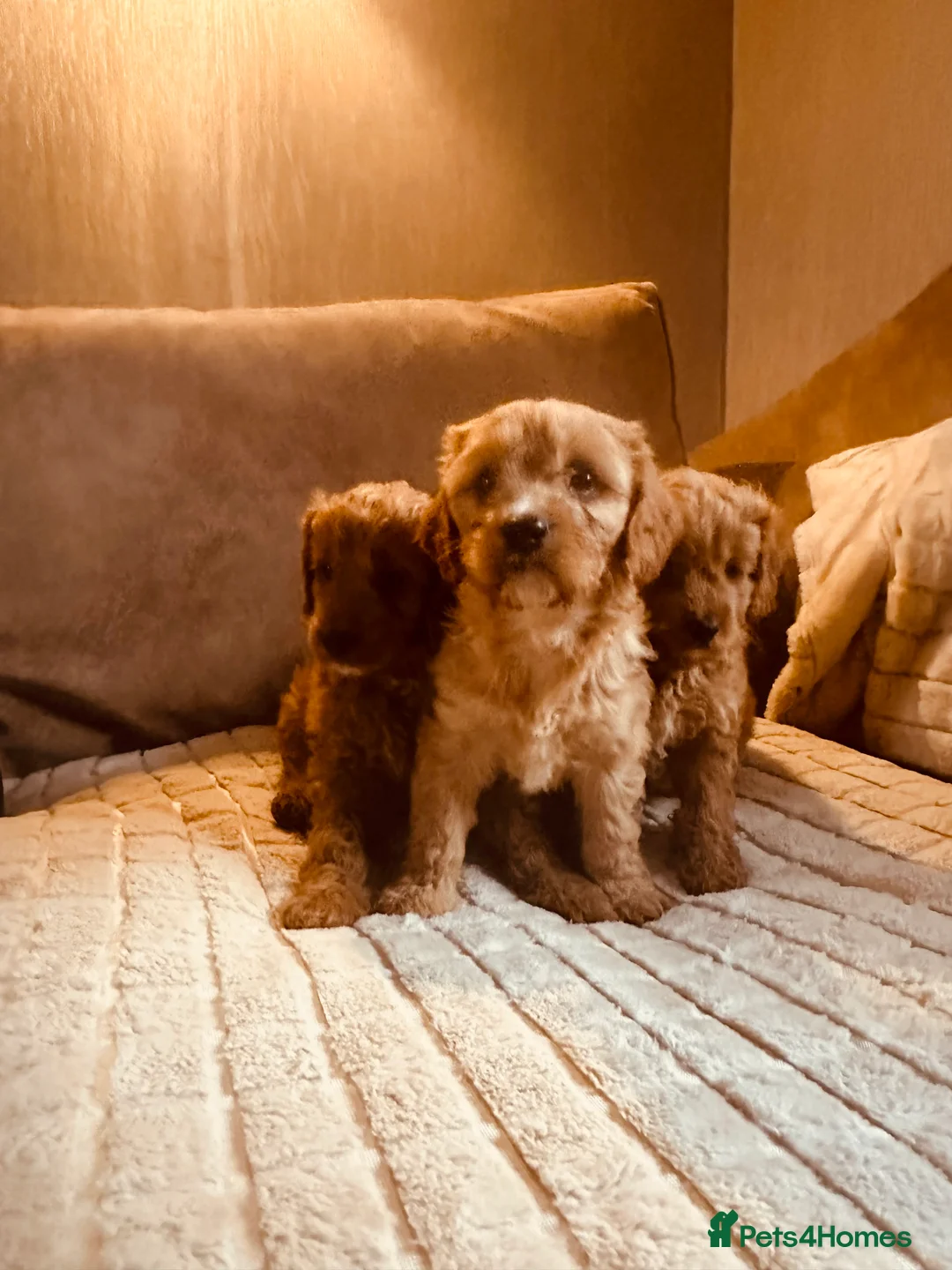 Cockapoo dogs for sale: Stunning cockapoos DNA health tested - Advert 2