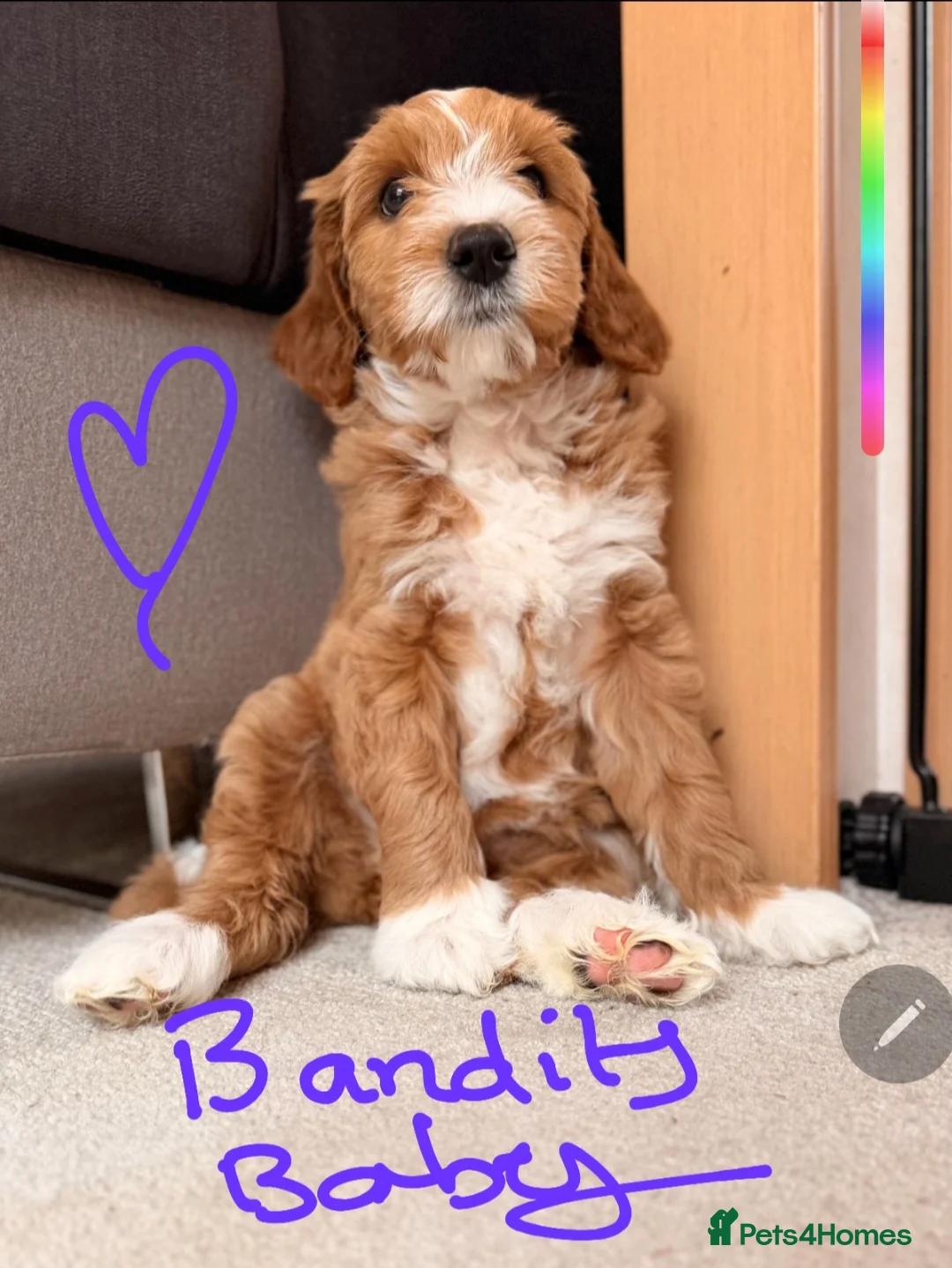 Labradoodle dogs for stud: Mr Lover Lover -"Bandit" Stunning Mini Doodle STUD in Bury Saint Edmunds - Advert 15