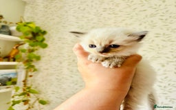 Ragdoll cats for sale: Gorgeous pedigree little babies  - Image 10