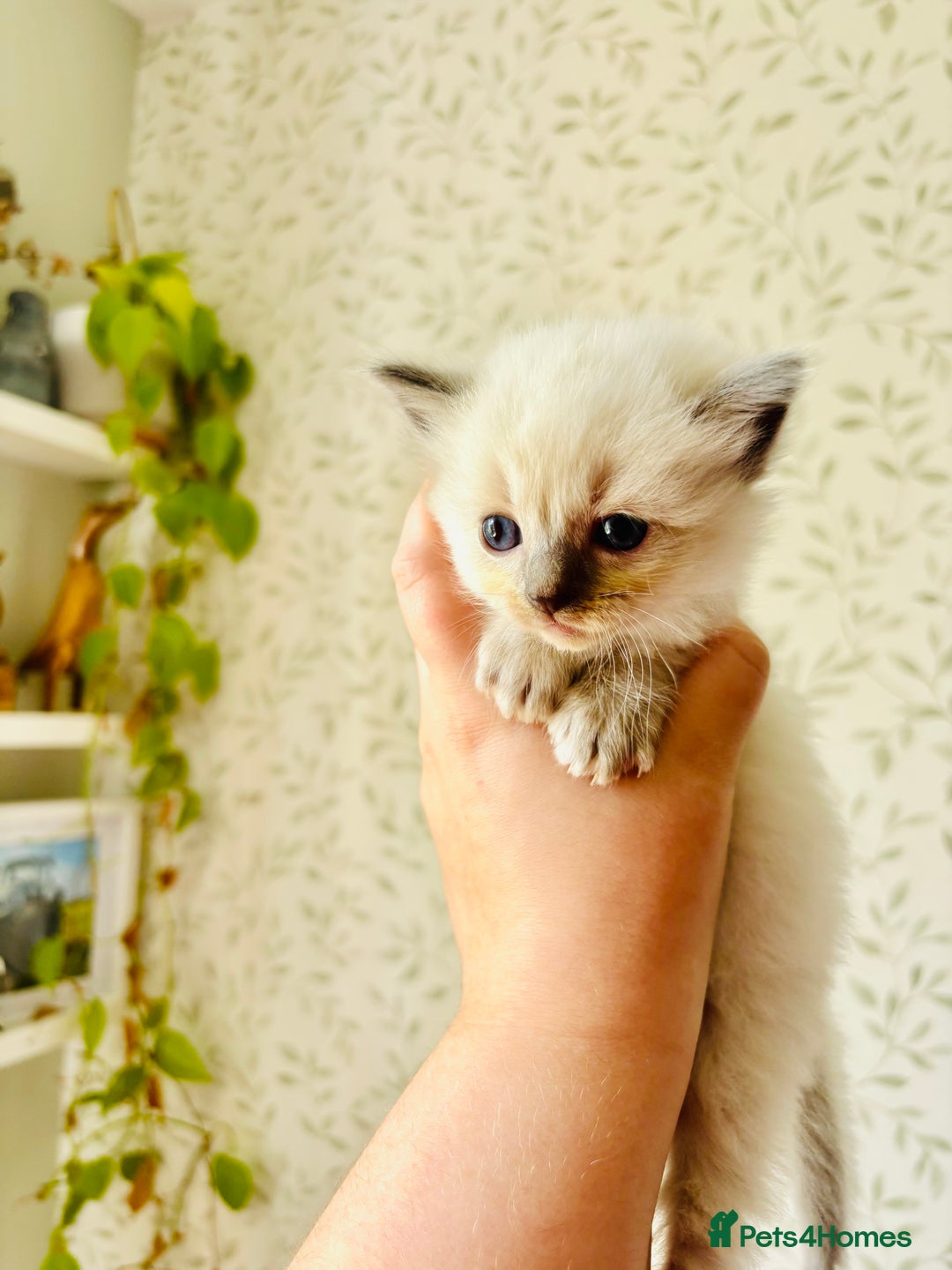 Ragdoll cats for sale: Gorgeous pedigree little babies  - Image 10
