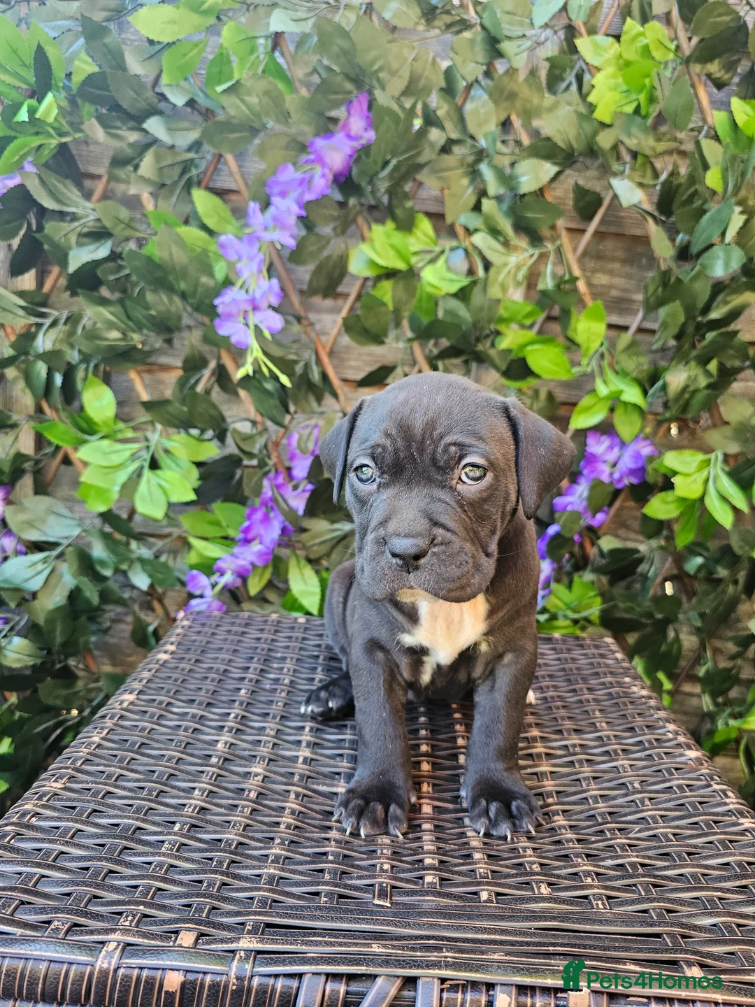 Mixed Breed dogs for sale: Stunning Bandogge Puppies Blue, Merle Dilute Lines - Advert 2