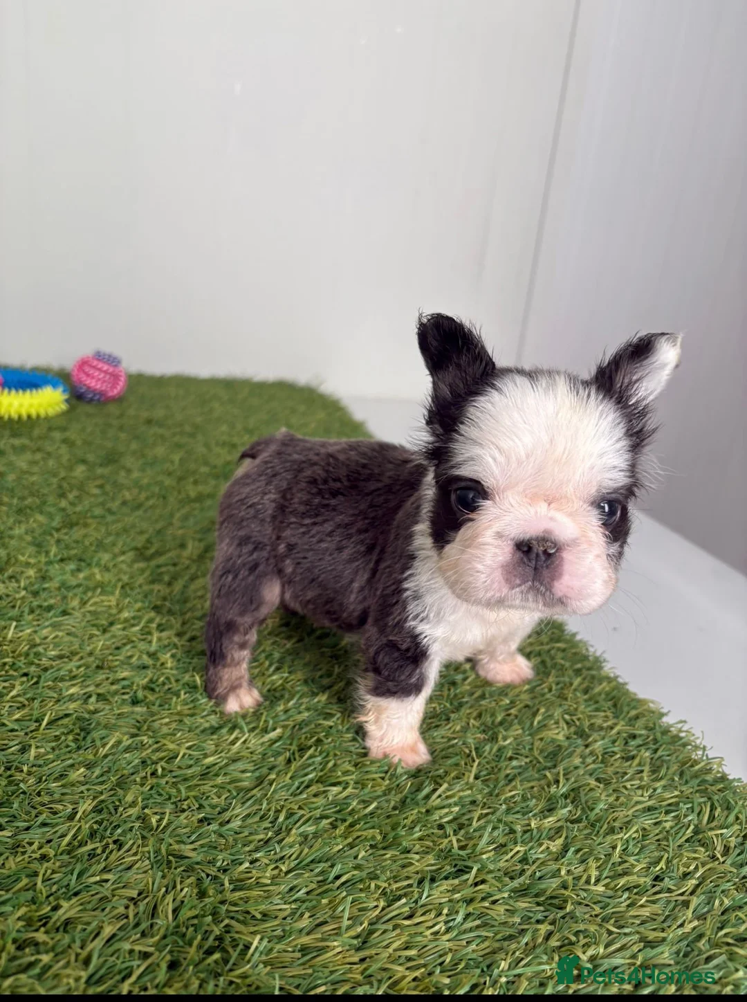 French Bulldog dogs for sale: Luxury Female full fluffy panda husky  - Advert 10