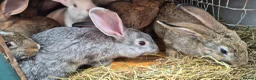 New Zealand rabbits for sale: Beautiful New Zealand bunny's  in Rotherham - Advert 4