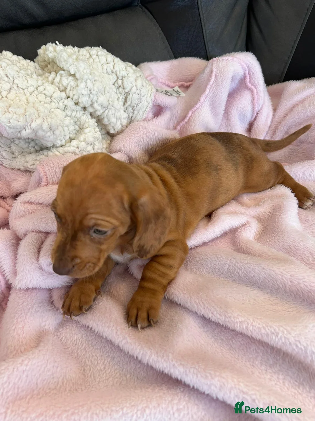 Miniature Dachshund dogs for sale: Miniature dachshund puppies  - Advert 2