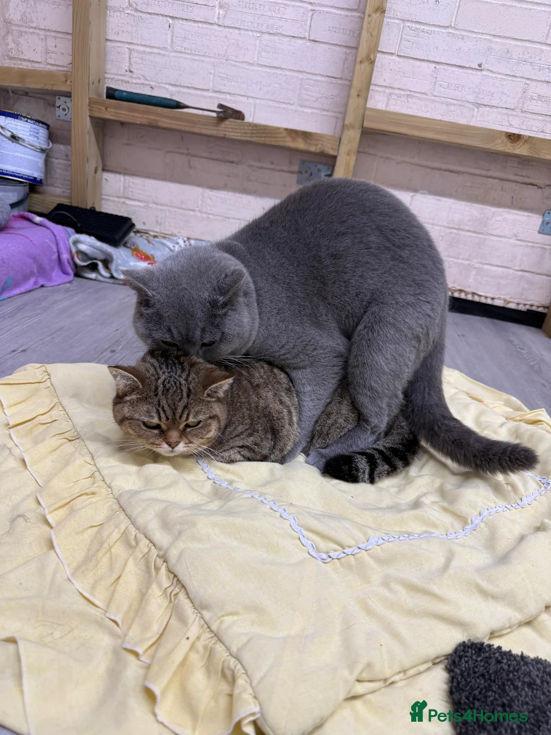 British Shorthair cats for stud: British Shorthair male –  stud available - Advert 4