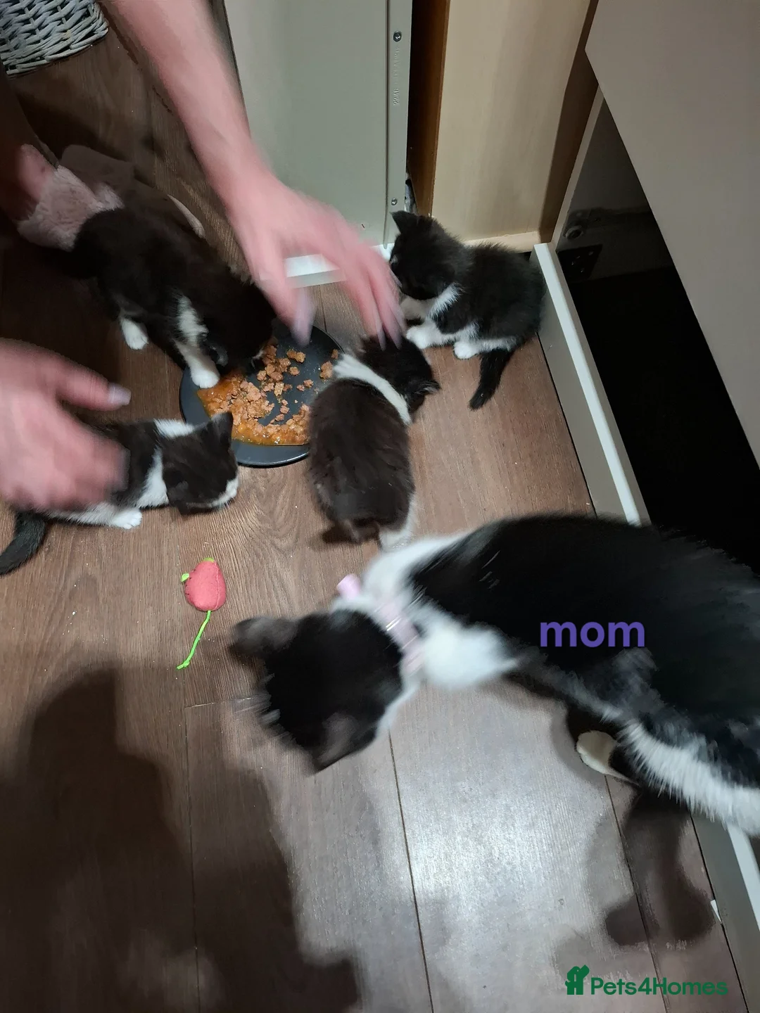 British Longhair cats for sale: Long fur kittens  - Advert 1