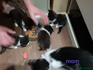 British Longhair cats Long fur kittens - Advert 1