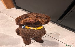 Labradoodle dogs for sale:  Mini toy labradoodle needing a new home  - Image 3
