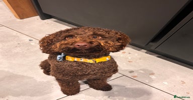 Labradoodle dogs - Advert 2