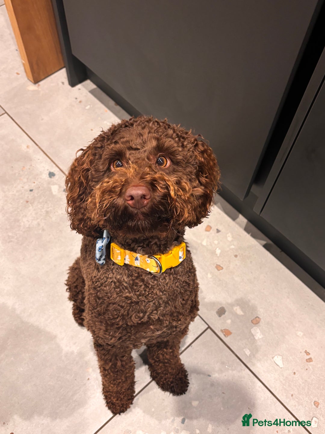 Labradoodle dogs for sale:  Mini toy labradoodle needing a new home  - Image 3