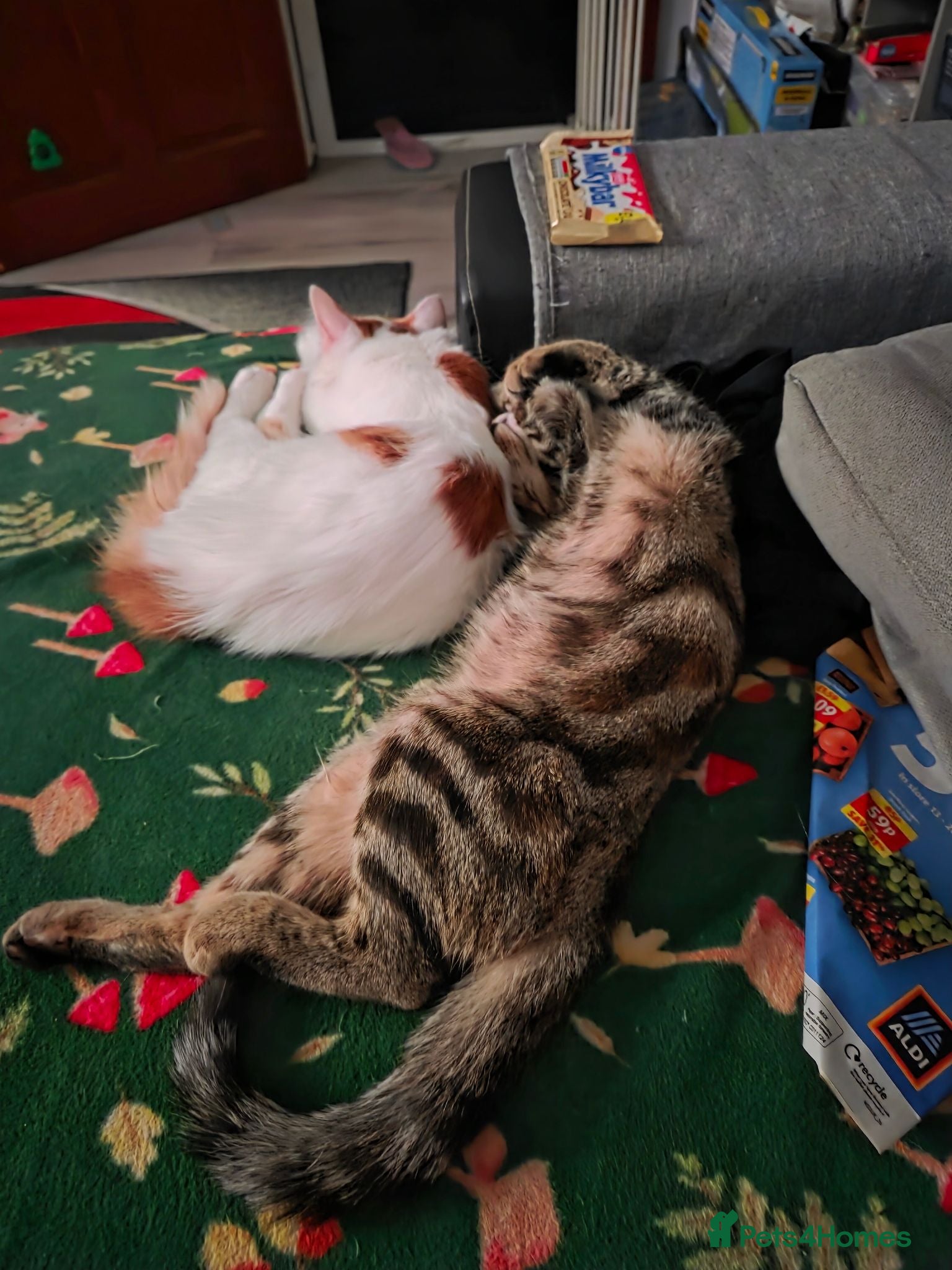 Mixed Breed cats Brother and sister very bonded pair  - Advert 2