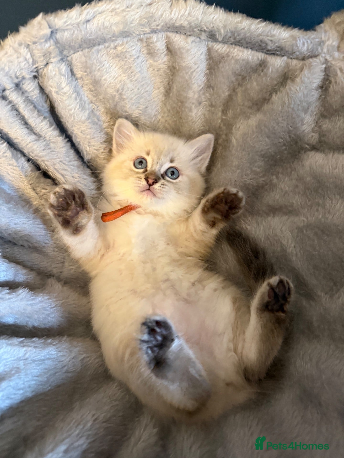 Ragdoll cats 1 left.Stunning ragdoll kittens.Fully vet checked. - Advert 2