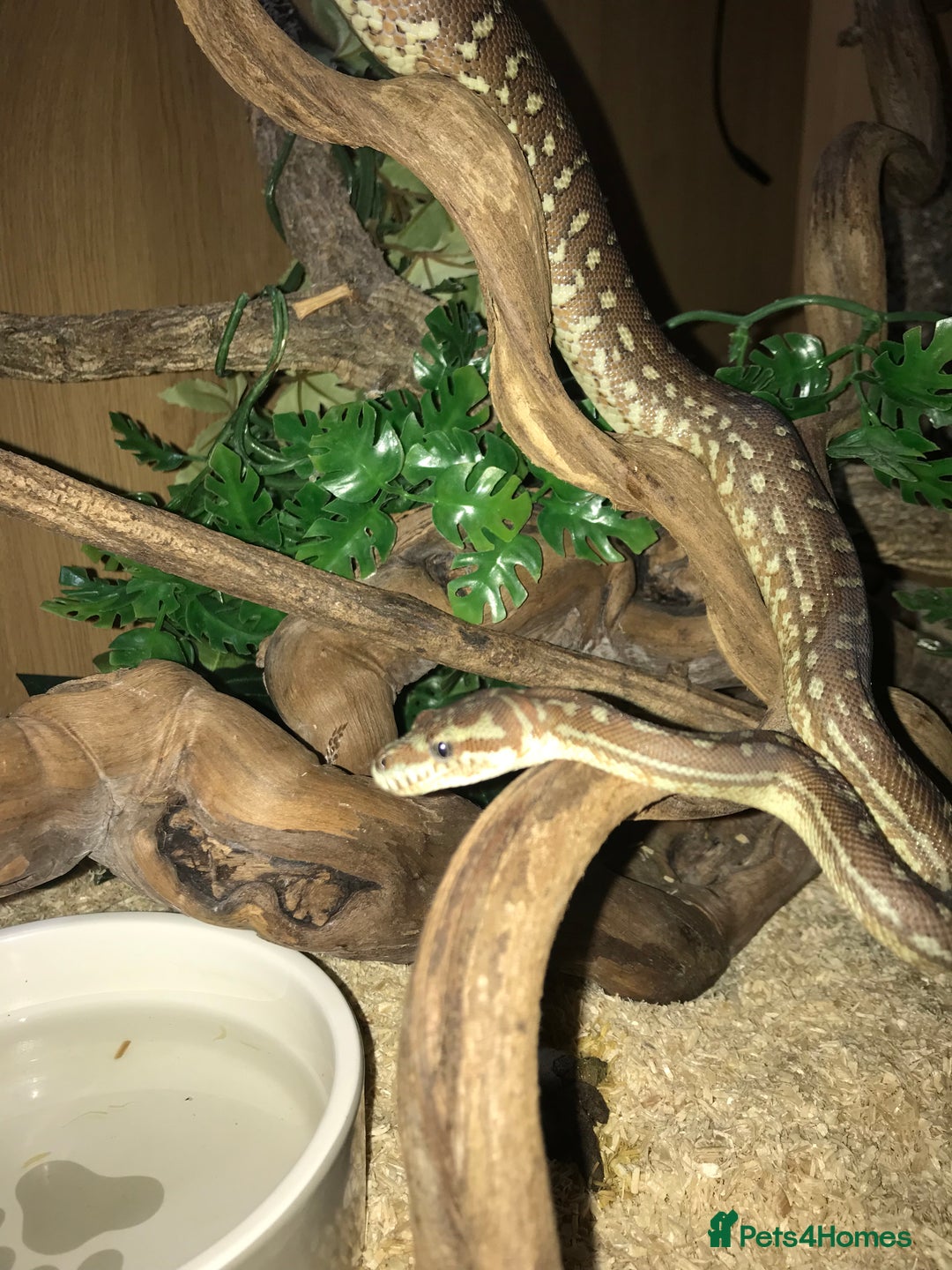 Python Snake reptiles for sale: Morelia bredli python male  - Image 17