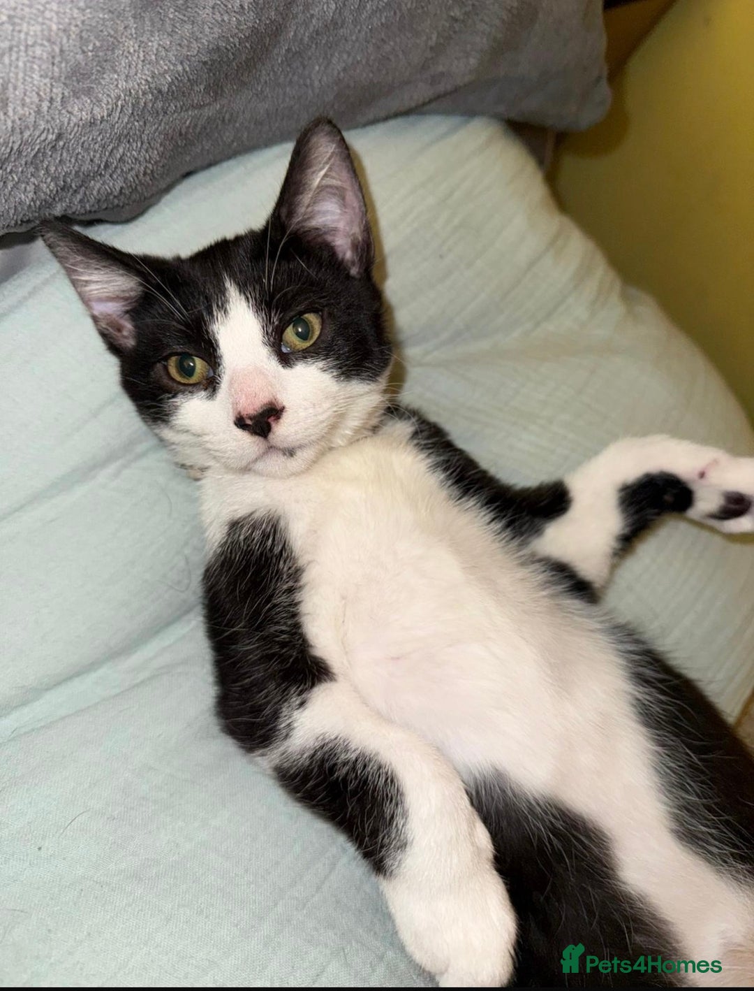 Mixed Breed cats for sale: 2 beautiful kittens  - Advert 2