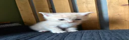 Abyssinian cats for sale: British x Abyssinian Kittens ONLY 2 left !  - Advert 7