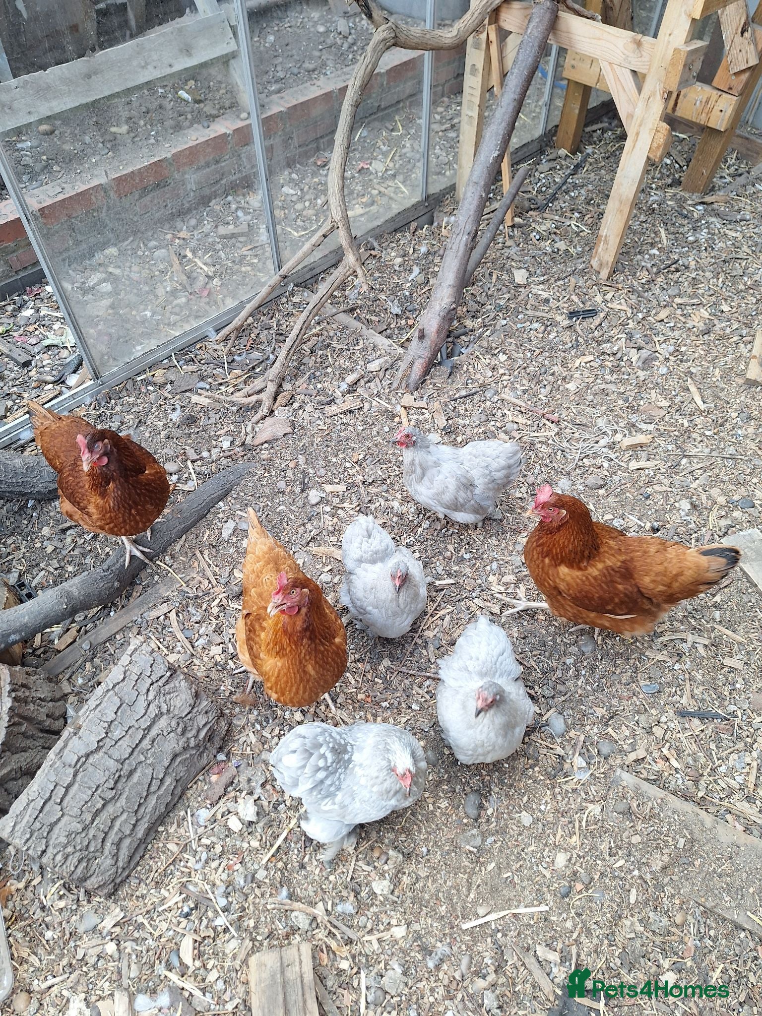 Chickens poultry Brown hens + Orpington Hens - Advert 2