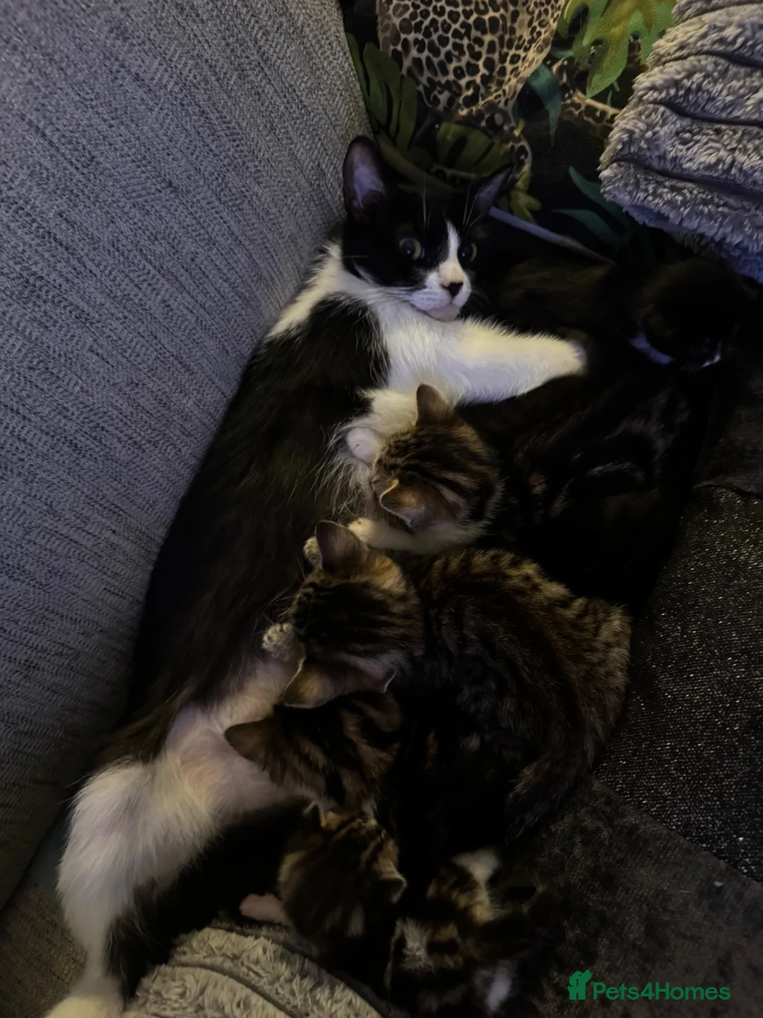 Mixed Breed cats for sale: Beautiful kittens - Advert 2