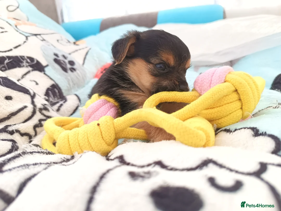 Mixed Breed dogs for sale: Small Mixed Breed Puppy  - Advert 17