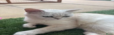 Persian 2