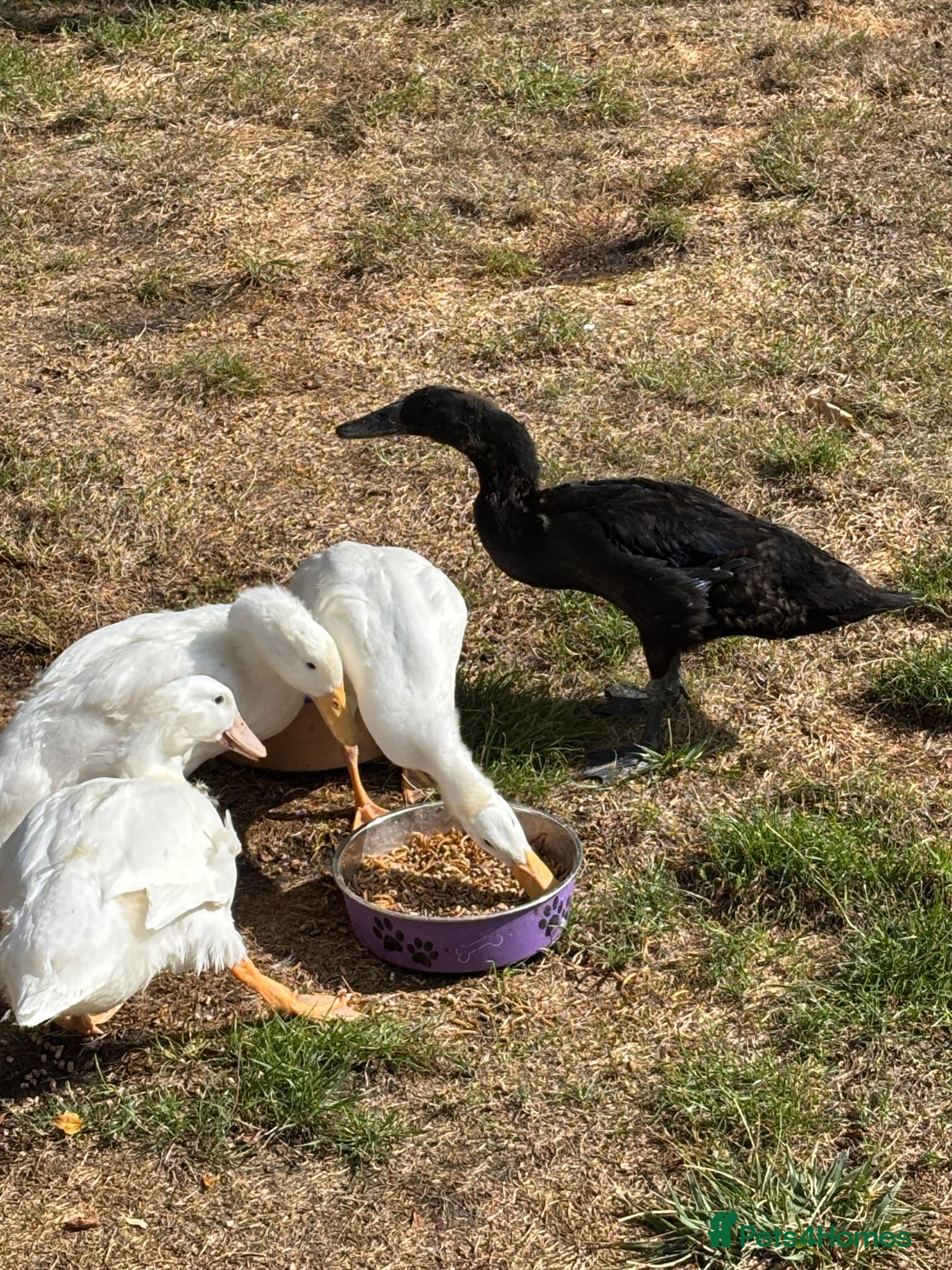 Ducks poultry Ducks for rehome  - Advert 1