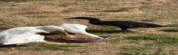 Ducks poultry for sale: Ducks for rehome  - Advert 1