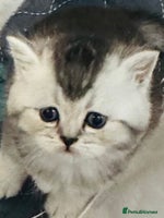 Scottish Fold cats - Advert 3