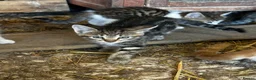 Mixed Breed cats for sale: Farm kittens looking for homes - Advert 9