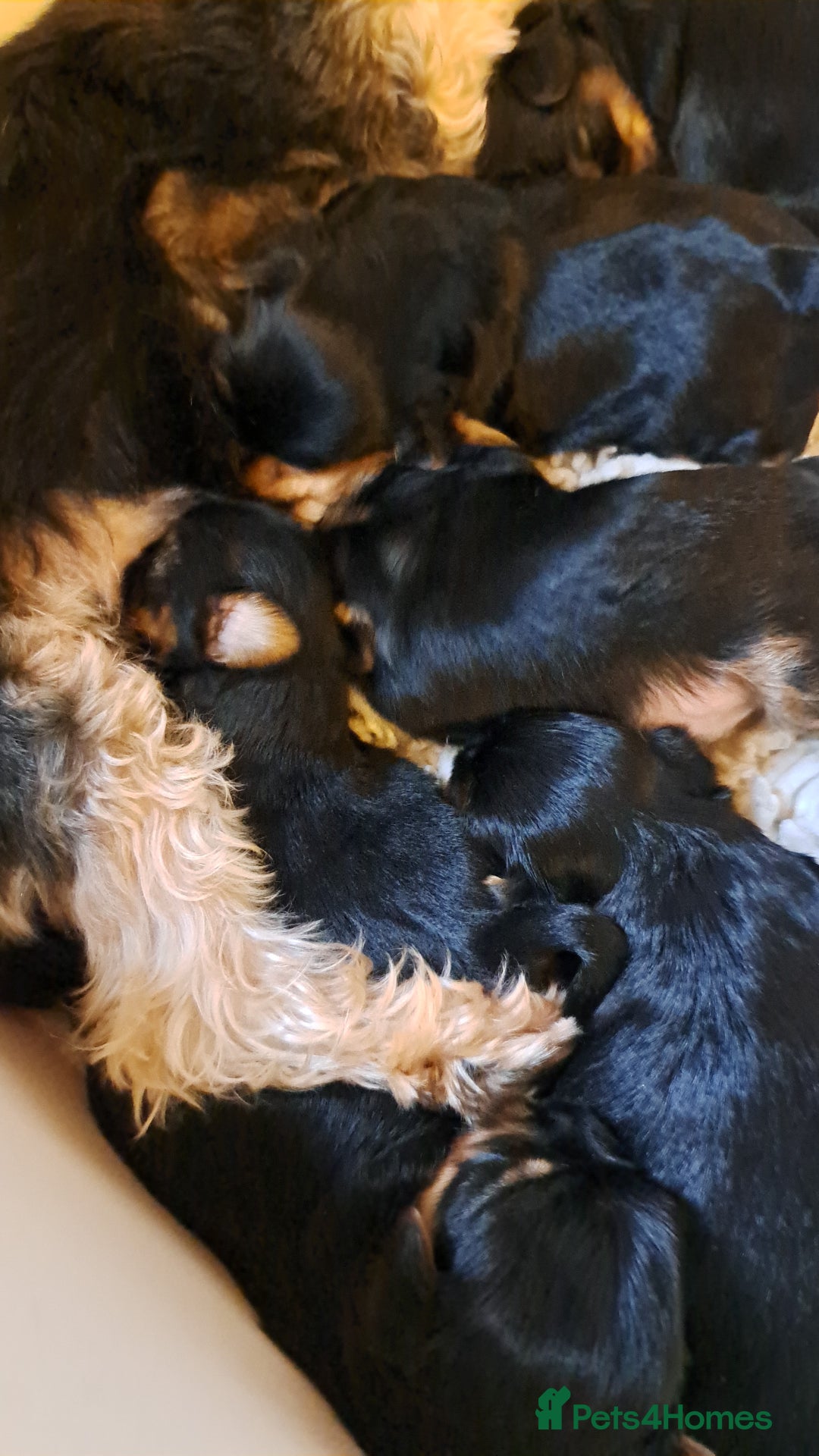 Yorkshire Terrier dogs for sale: Pedigree Yorkshire terrier puppy's  - Advert 9
