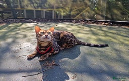 Bengal cats for stud: Bengal cat for stud, Fabio. in Peterborough - Image 10