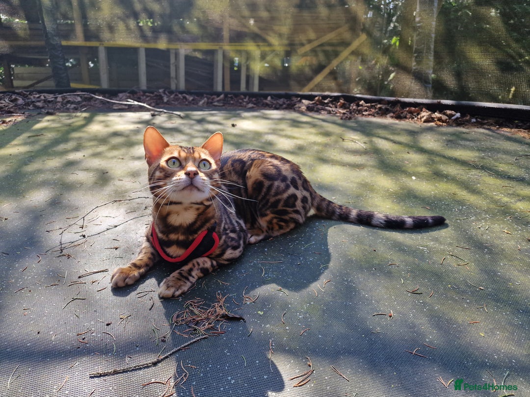 Bengal cats for stud: Bengal cat for stud, Fabio. in Peterborough - Image 10
