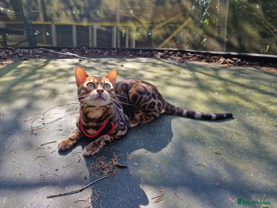 Bengal cats for stud: Bengal cat for stud, Fabio. in Peterborough - Advert 10