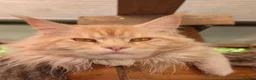 Maine Coon cats for sale: Male Maine Coon Kitten. Both parents can be seen  - Advert 8
