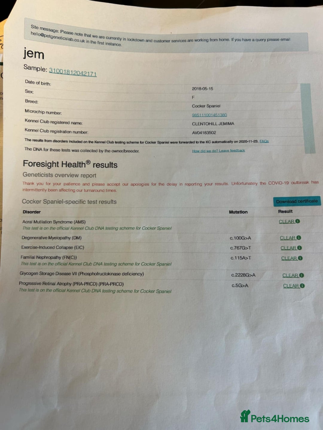 Cocker Spaniel dogs for sale: Well bred cocker spaniel  - Advert 10