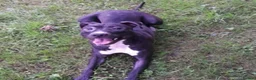Mixed Breed dogs for sale: Saluki x Staffordshire Bull Terrier Puppy - Advert 7