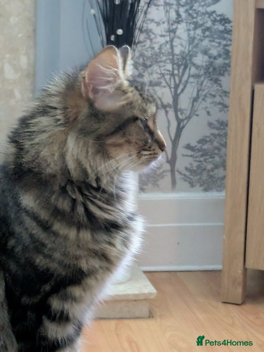 Mixed Breed cats for sale: Fluffy Ragdoll type kittens  - Advert 7