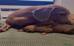 Mixed Breed dogs for sale: 🐾🤎 Adorable Dachshund Cross Puppies  - Image 14