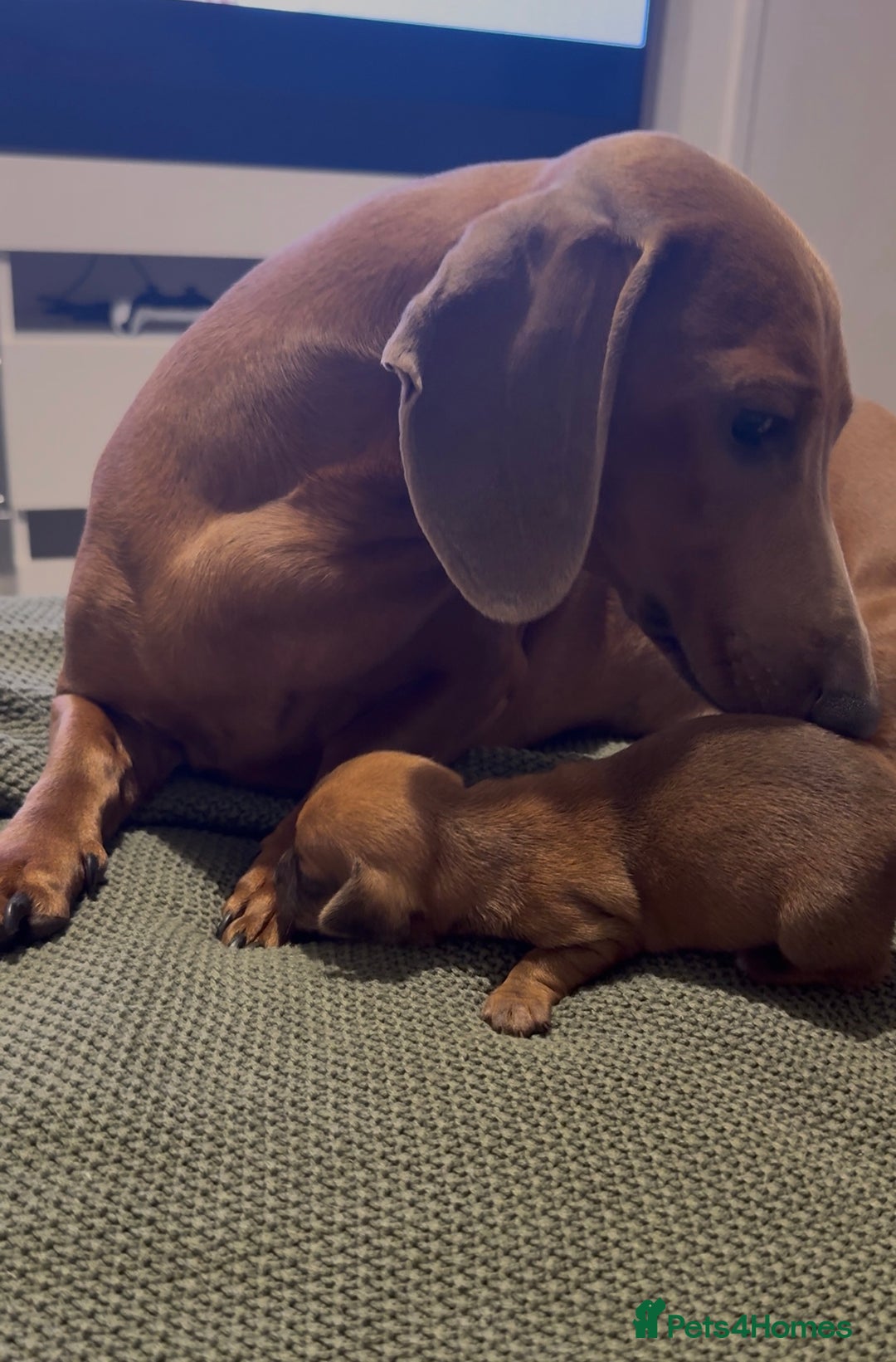 Mixed Breed dogs for sale: 🐾🤎 Adorable Dachshund Cross Puppies  - Image 14