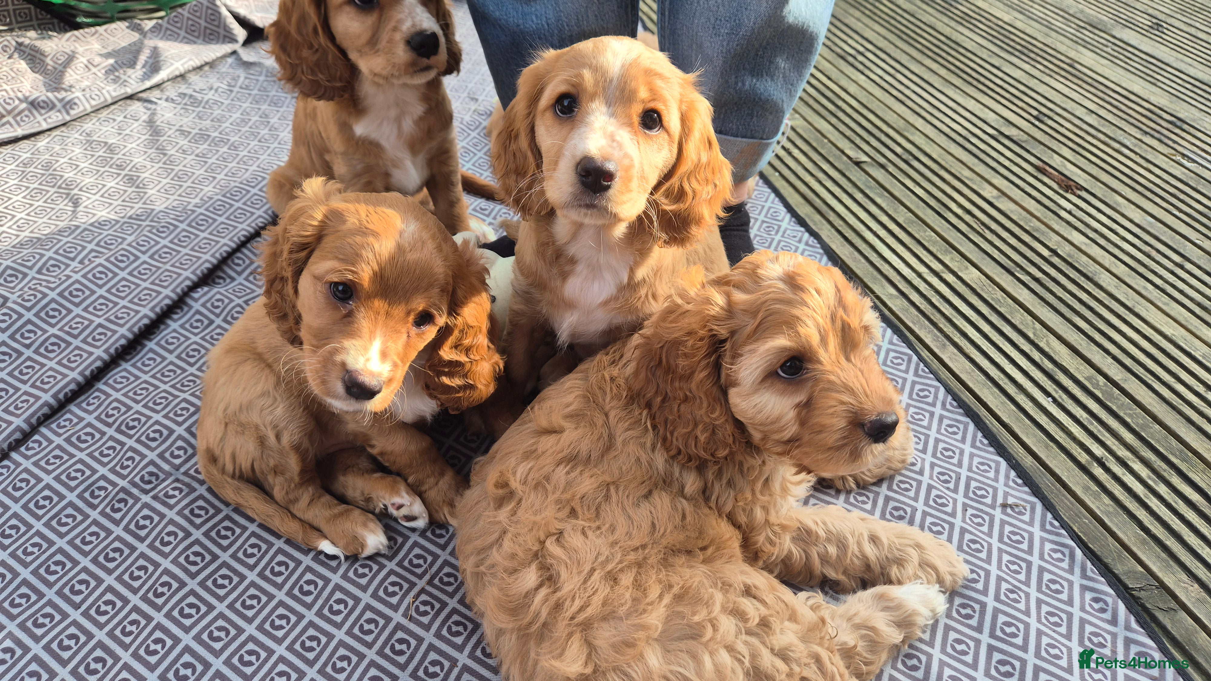 Mixed Breed dogs Cockapoo and Cavalier King Charles Spaniel mix - Advert 10