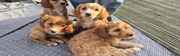 Mixed Breed dogs for sale: Cockapoo and Cavalier King Charles Spaniel mix - Advert 15