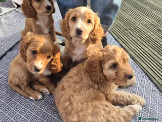 Mixed Breed dogs Cockapoo and Cavalier King Charles Spaniel mix - Advert 10