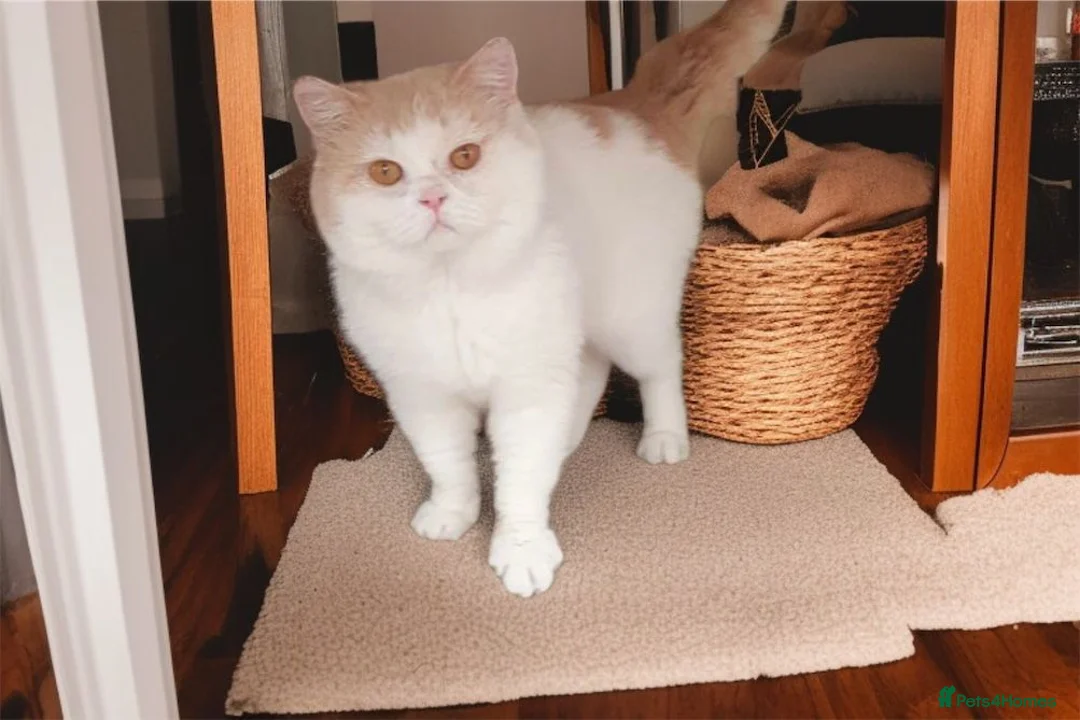 British Shorthair cats for sale: Retired breeding cats for rehoming all neutered - Advert 2