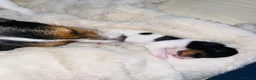 Jack Russell dogs for sale: Stunning Jack Russell puppies - Advert 23