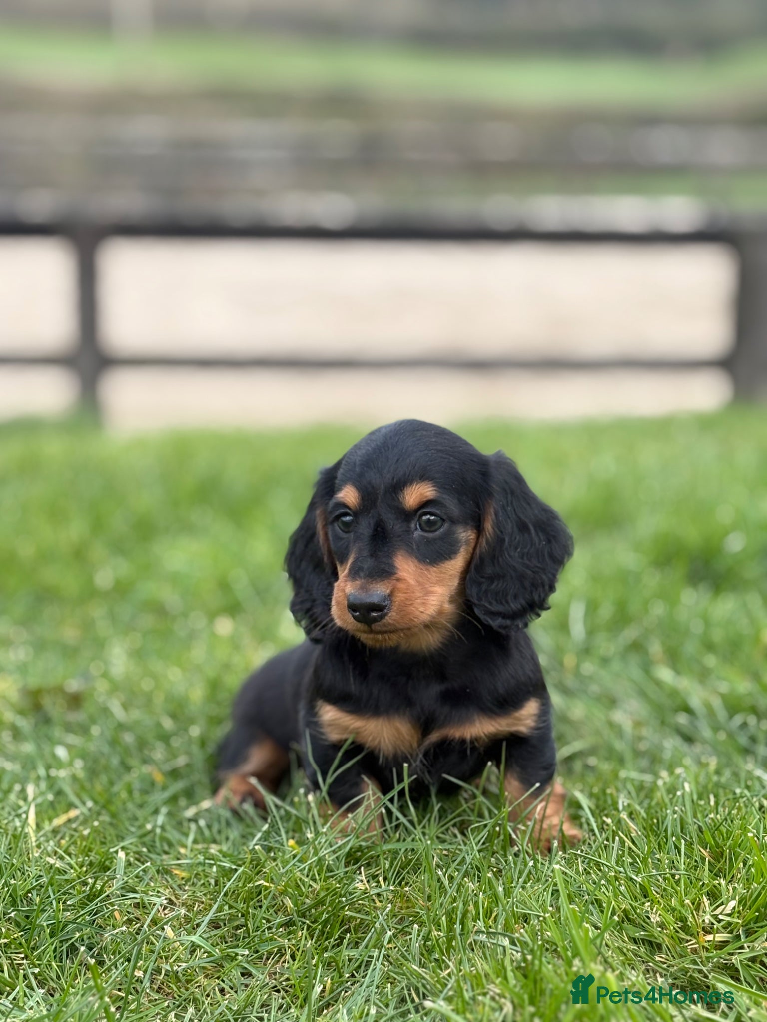 Dachshund dogs for sale: Beautiful Miniature long hair dachshund  - Advert 5