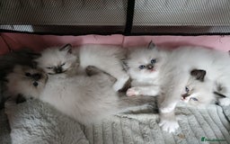 Ragdoll cats for sale: 💞 Beautiful Ragdoll 💞 - Image 5